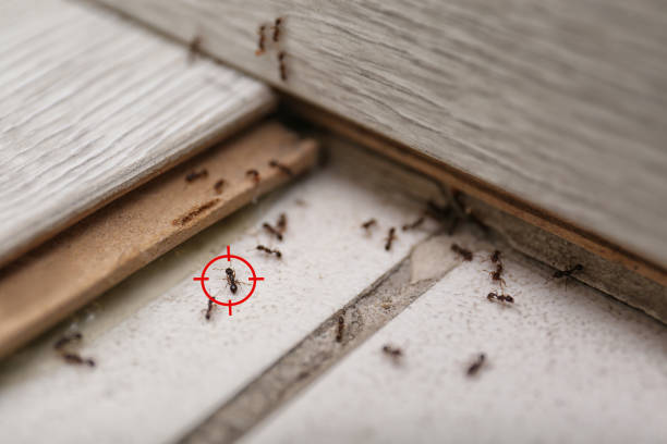 Best Wasp Removal Services  in Shady Hills, FL