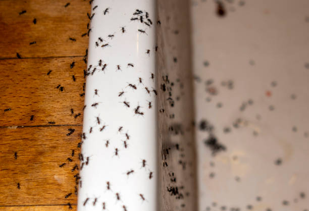 Best Wasp Removal Services  in Shady Hills, FL
